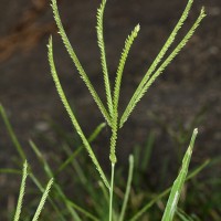 <i>Eleusine indica</i>  (L.) Gaertn.